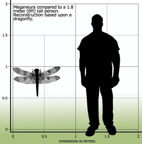 Meganeura compared to a 1.8 meter (6 ft) tall person. Reconstruction based upon a dragonfly.