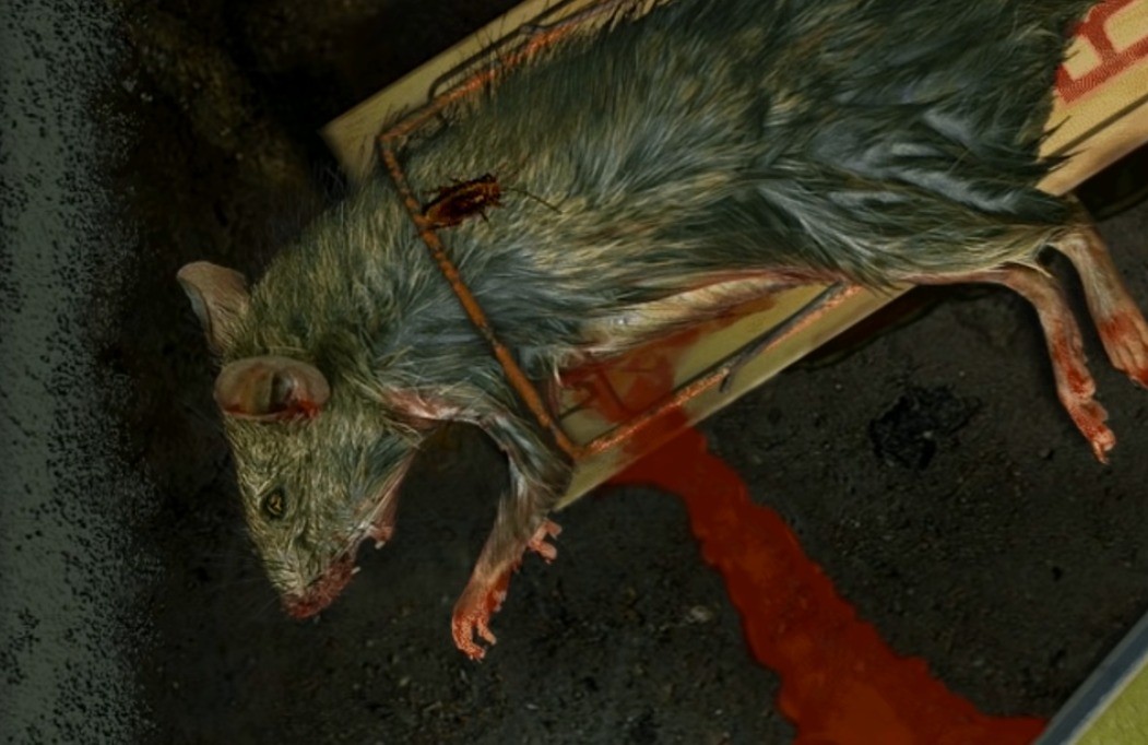 When you reach the dead rat, be careful not to approach its head.