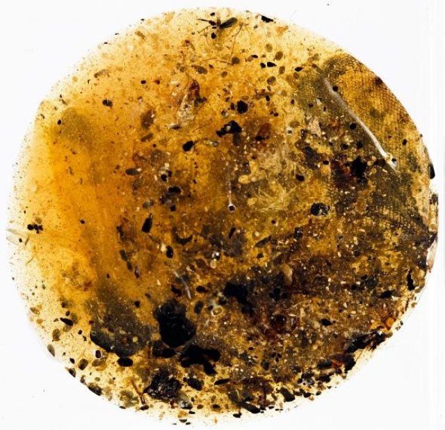 A second amber piece contained what is most likley a sample of ancient snake skin surrounded by inse