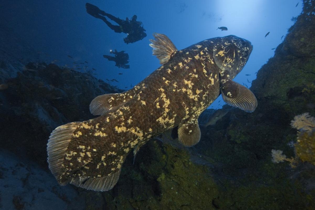 The Coelacanth, a living fossil