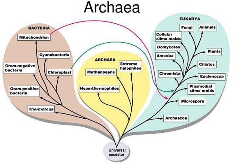 The extremists of life: the Archaea
