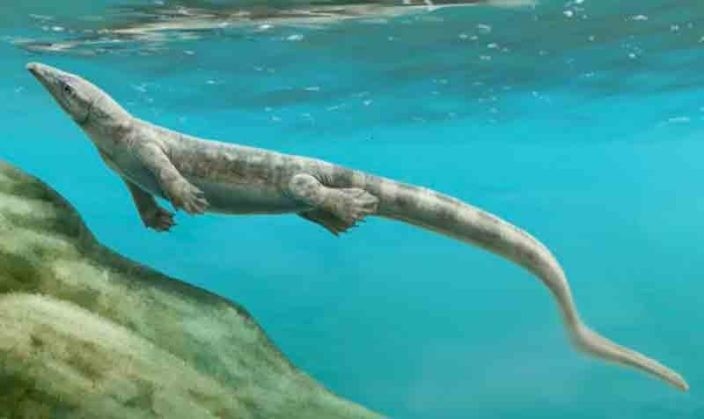Thalattosaurus Prehistoric Triassic Marine Reptile preyed upon by the Ichthyosaur