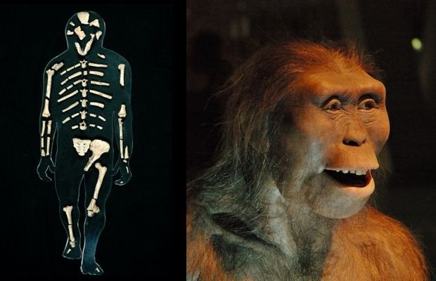 Australopithecus Afarensis (Lucy)