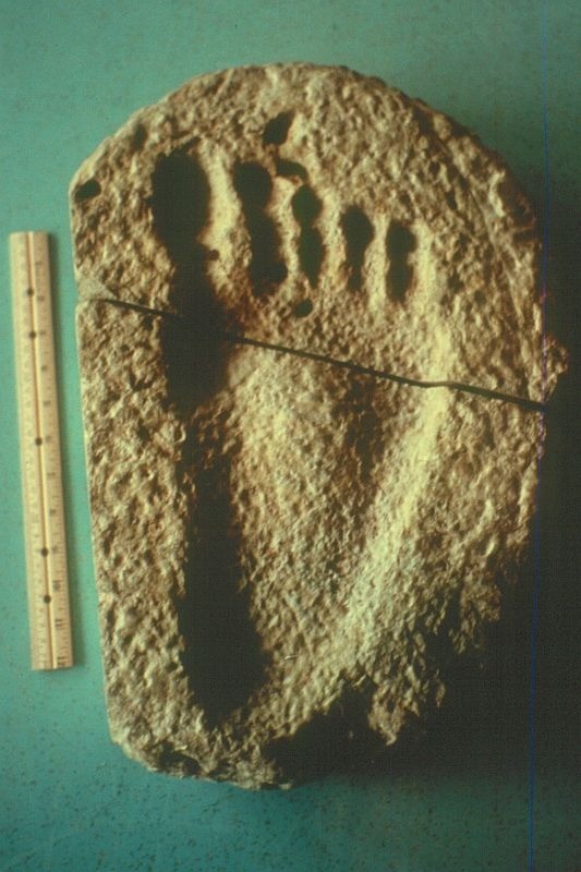 Footprint found by Clifford Burdick