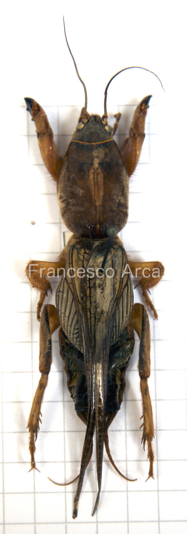 Sardinian Insects: Gryllotalpa gryllotalpa