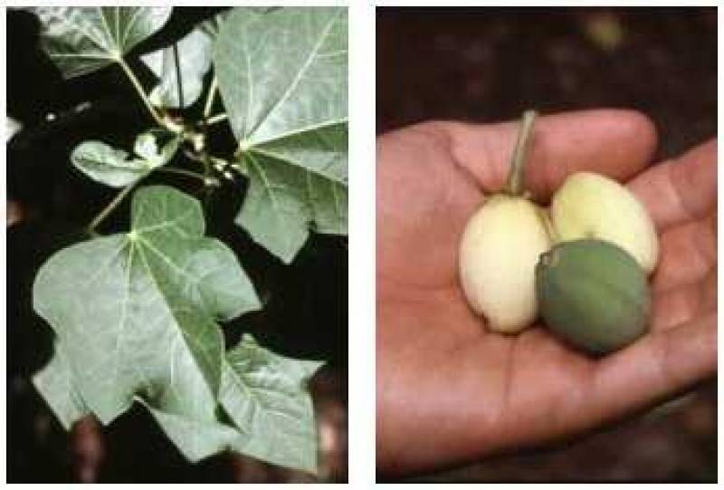 /* Physic nut */ /_ Jatropha curcas _/ <br>Spurge ( /_ Euphoriaceae _/ ) Family