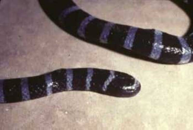 /* Banded sea snake */ /_ Laticauda colubrina _/