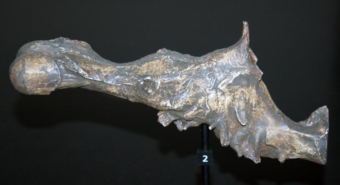 Tyrannosaurus brain's cast