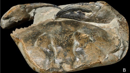 World's largest fossilized crab claw discovered dating back 8 million years