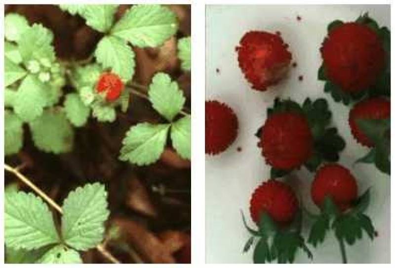 /* Duchesnea or Indian strawberry */ /_ Duchesnea indica _/