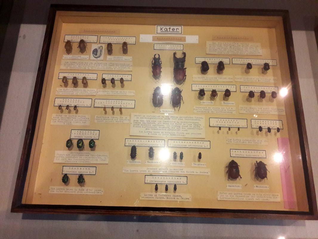 An entomological box containing Scarabaeidae beetles, my favorites :)
