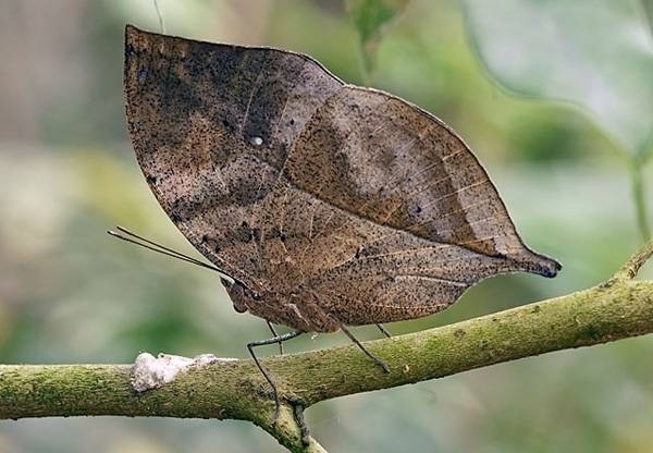 Kallima inachus is a nymphalid butterfly: the butterfly wings are shaped like a leaf when in the clo