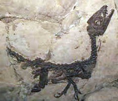 The Fossil of Ciro - Scipionyx samniticus - the first Italian Dinosaur