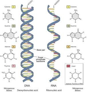 The RNA world hypothesis