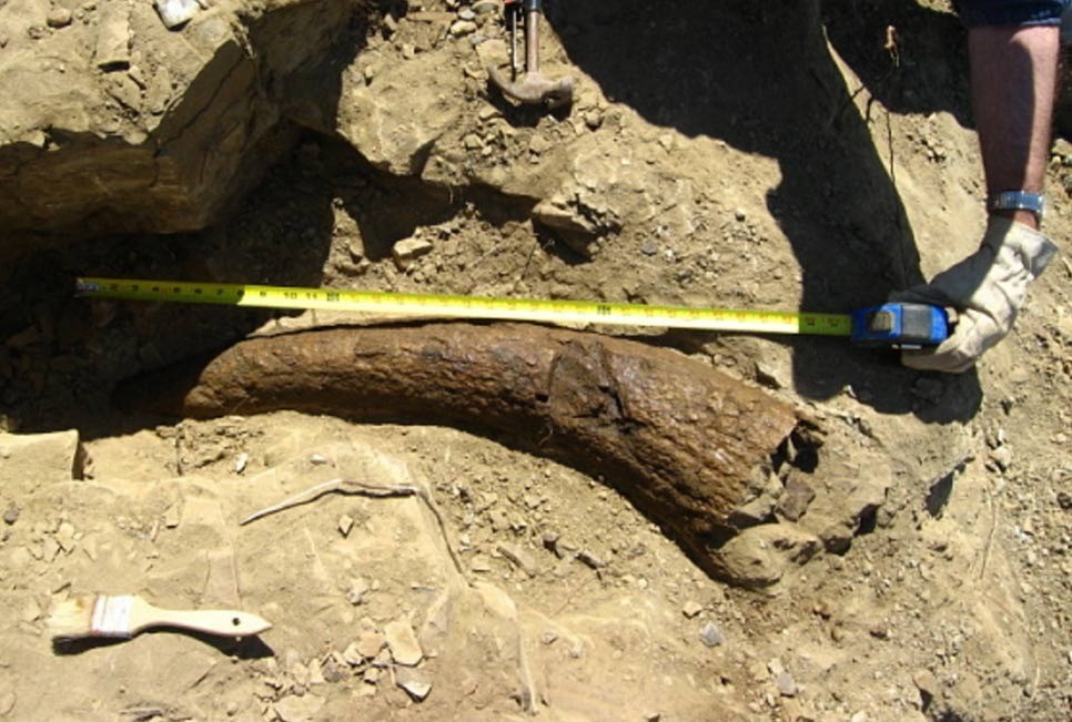The Triceratops brow horn discovered in Dawson County, Montana, has been controversially dated to ar