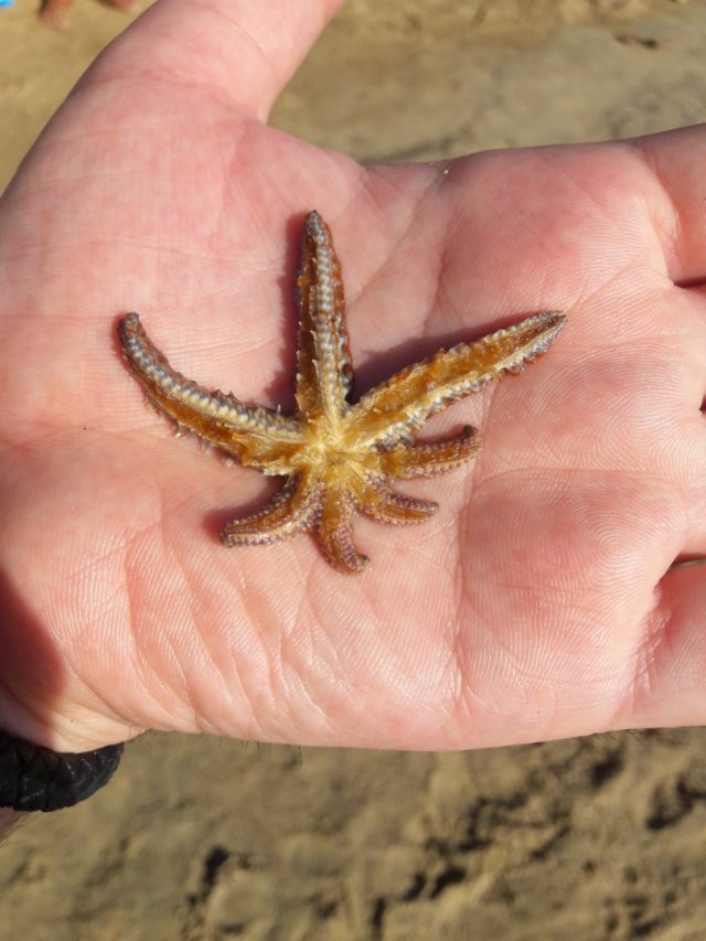 The seven armed starfish.