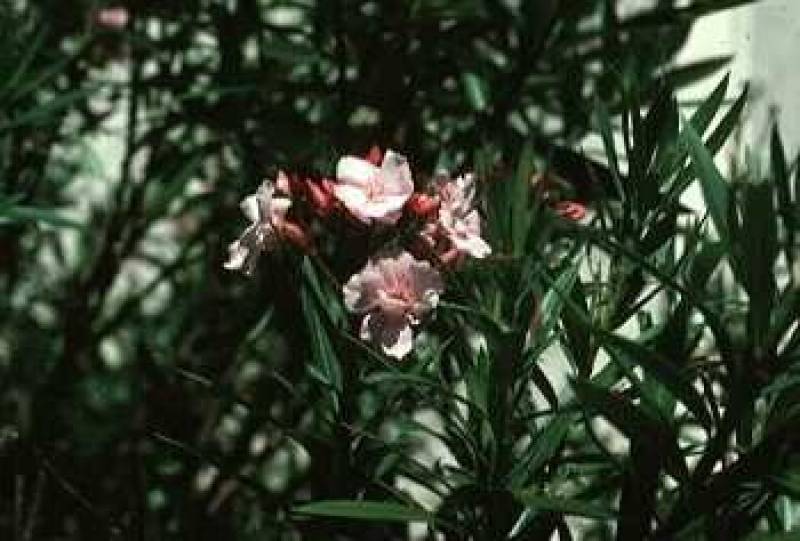 /* Oleander */ /_ Nerium oleander _/ <br>Dogbane ( /_ Apocynaceae _/ ) Family