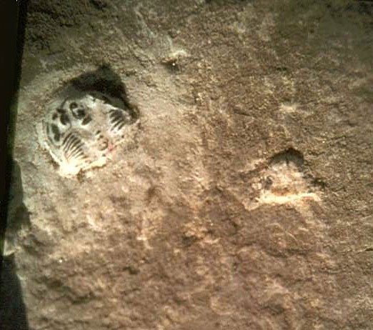 Trilobite included in the footprint discovered by William J. Meister