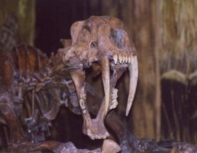 smilodon skull