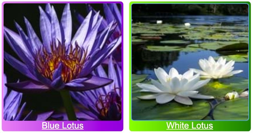 The blue Lotus and the white Lotus
