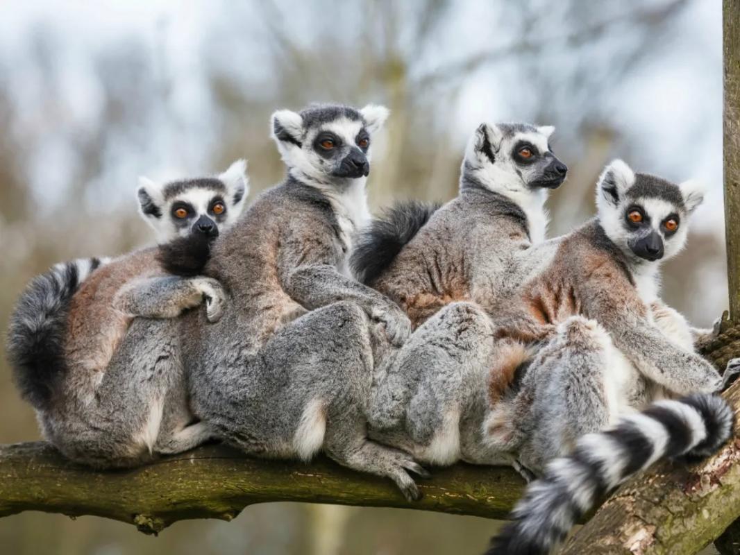 The Lemur from which the name of the Lemuria continent is derived