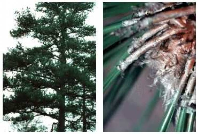 /* Pine */ /_ Pinus _/ species