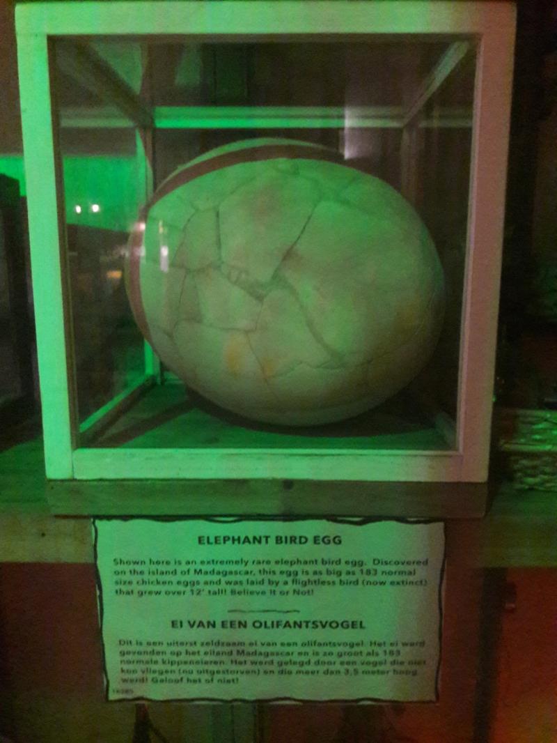 Elephant egg .. as seen at the believe it or not museum . No comment!