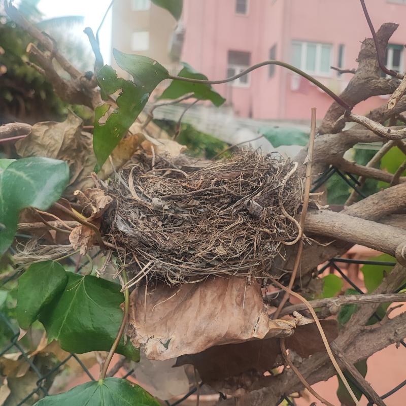 Birds nest in the Cagliari's garden