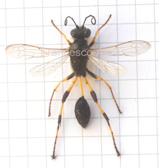 Sardinian Insects: Sceliphron spirifex