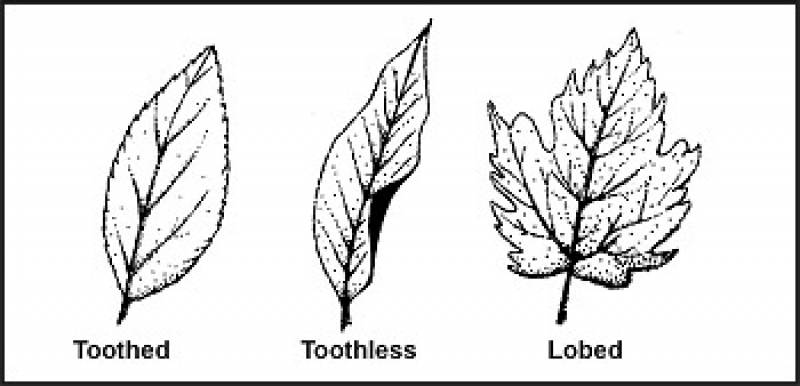 /* Figure 9-1. Leaf Margins */