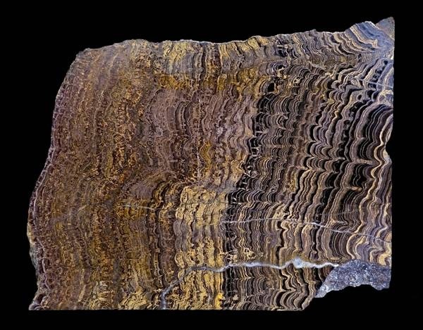 Fossil of stromatolite