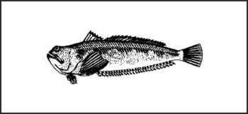 /* Weever fish */ /_ Trachinidae _/ species