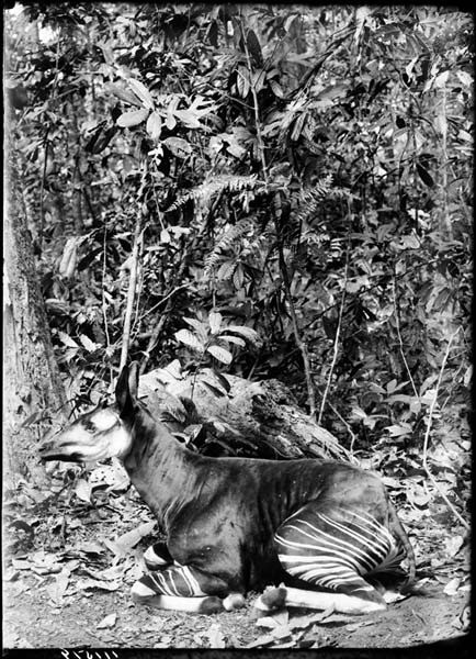 Hunted Okapi The Elusive Okapi Okapia johnstoni • Neperos