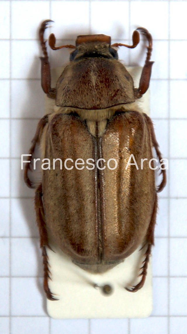 Sardinian Insects: Anoxia matutinalis sardoa