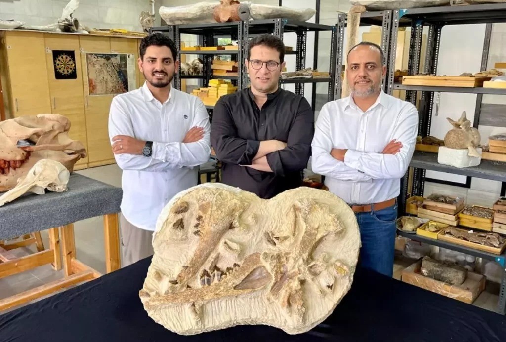 Egyptian sands reveal 41 million year old whale