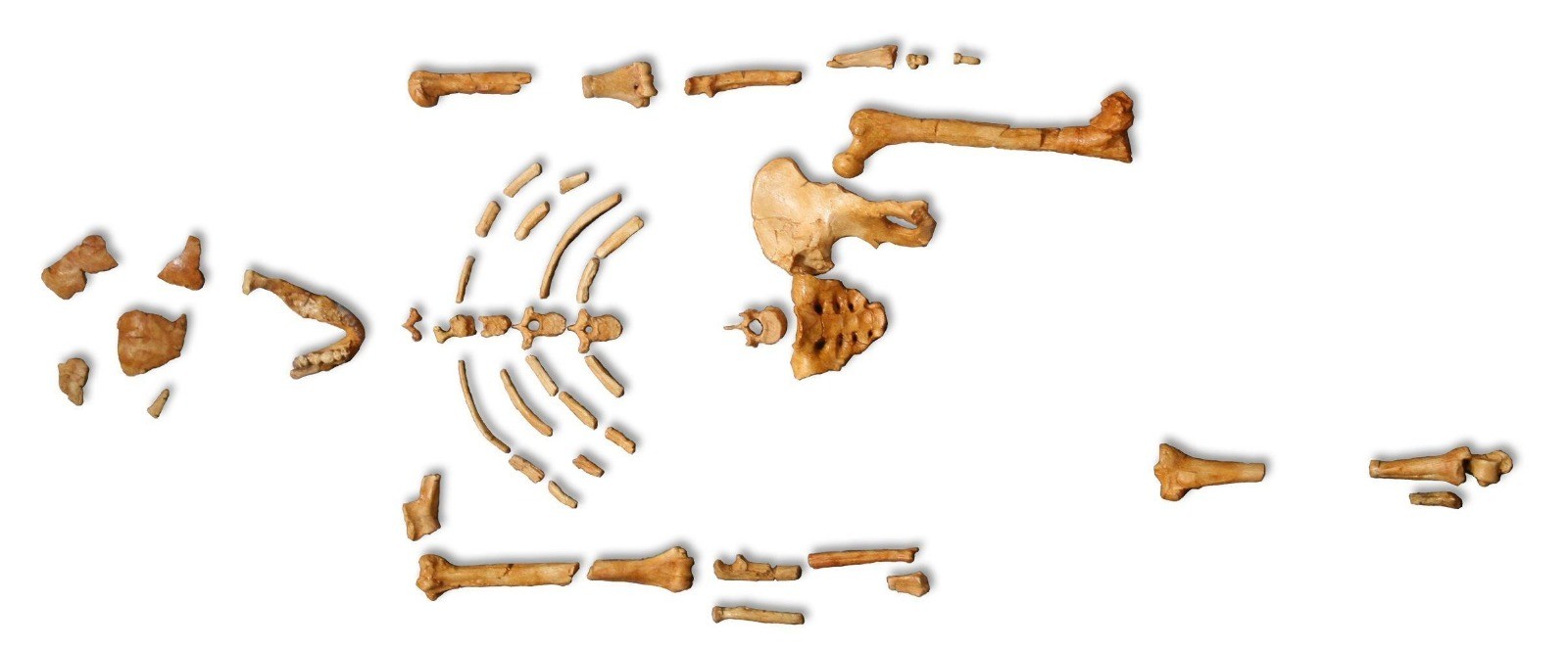 Lucy Australopithecus Afarensis skeleton