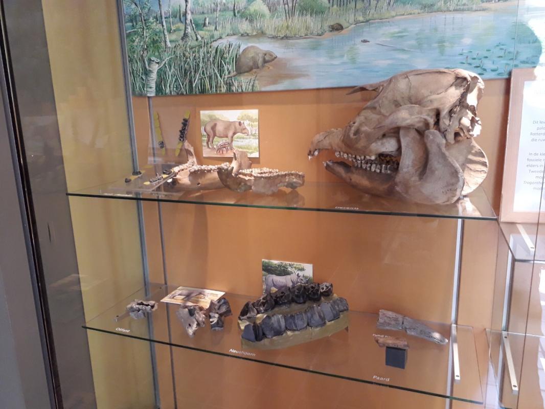 Natuurhistorisch Museum Maastricht