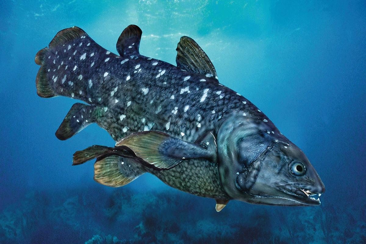 The Coelacanth, a living fossil