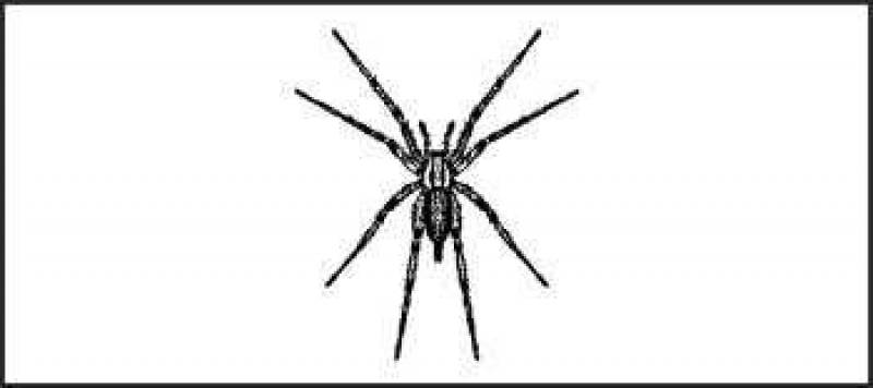 /* Funnelweb spider */ /_ Atrax_ species (_A. robustus, A. formidablis_)