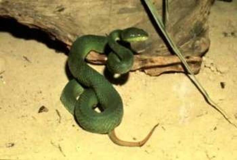 /* Green tree pit viper */ /_ Trimeresurus gramineus _/