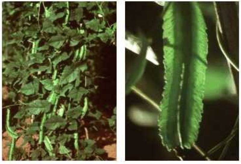 /* Goa bean */ /_ Psophocarpus tetragonolobus _/