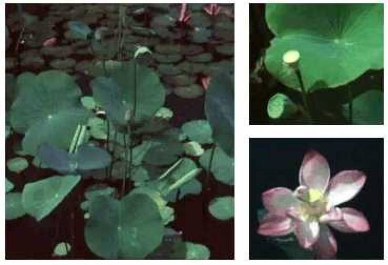 Lotus Nelumbo species