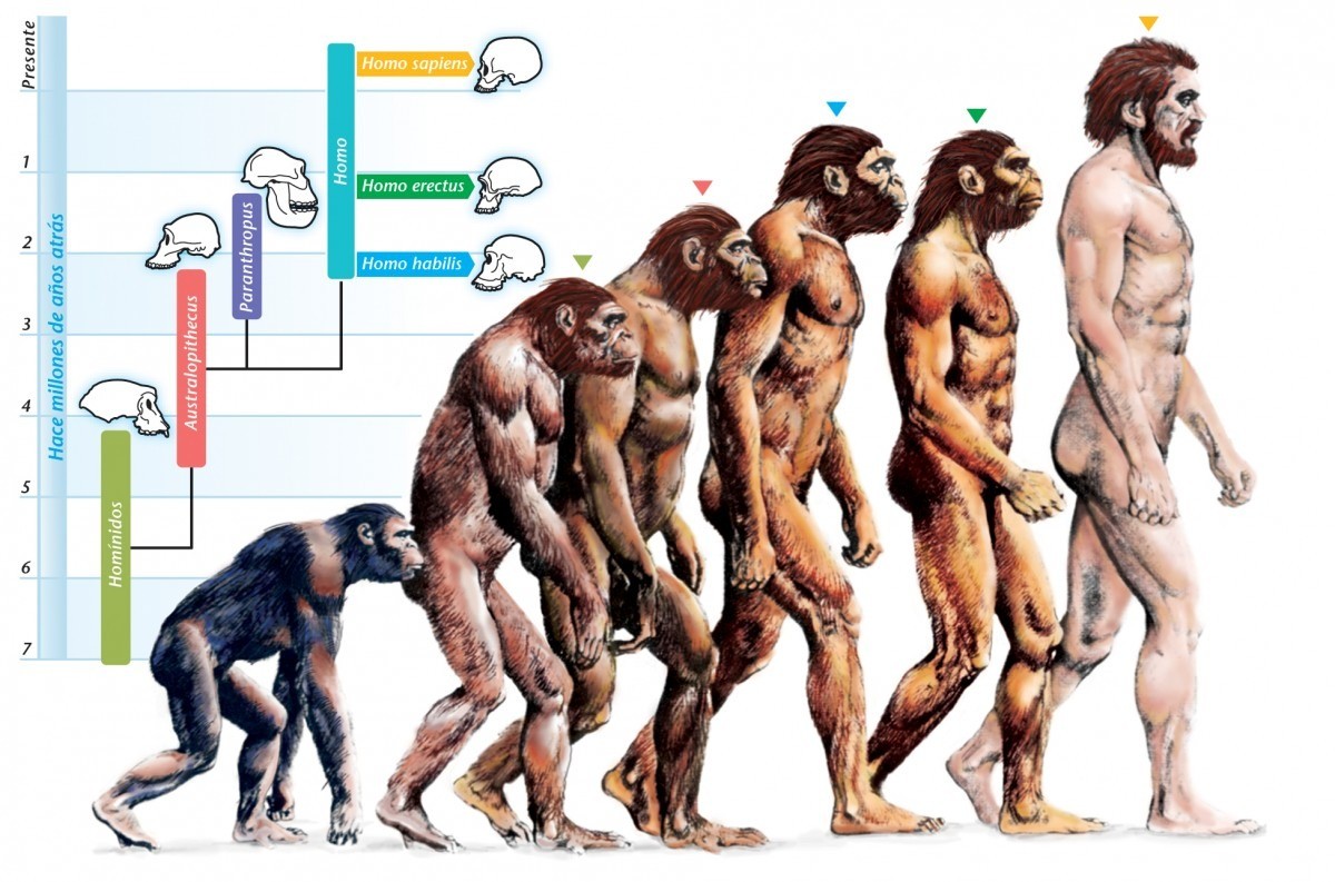 Evolution human body