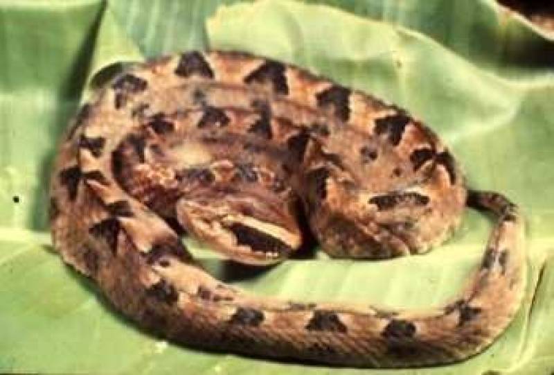 /* Malayan pit viper */ /_ Callaselasma rhodostoma _/