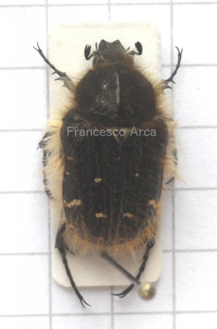 Sardinian Insects: Tropinota squalida
