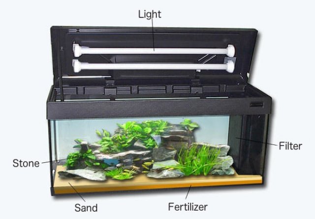 The main accessories of an aquarium.