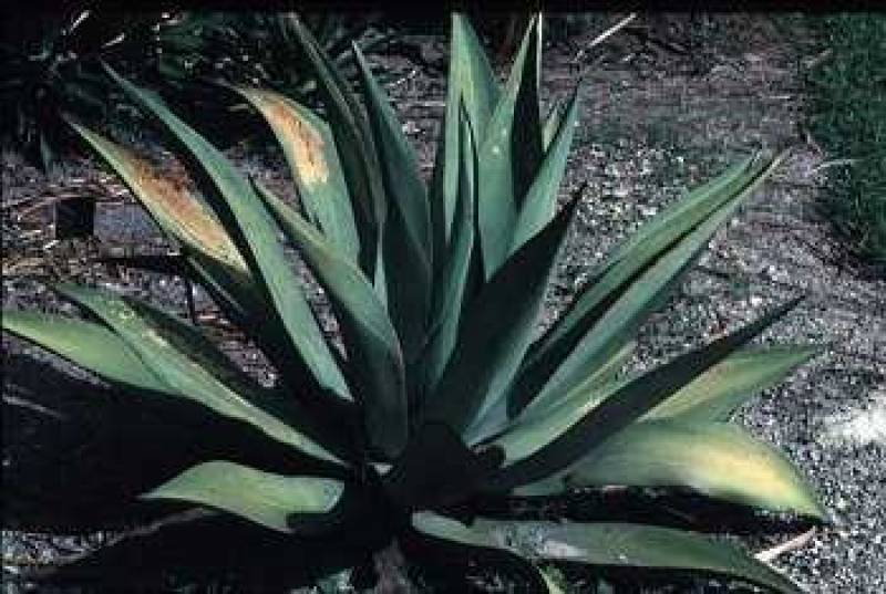 /* Agave */ /_ Agave_ species _/