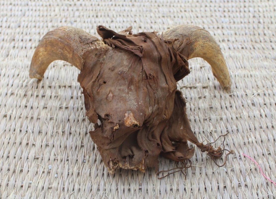 Egypt, found more than 2,000 mummified rams's heads