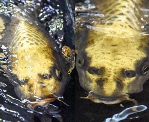 Two photographs of a carp with a human face photographed in 2017 in Notcutts Ashton Park, Manchester
