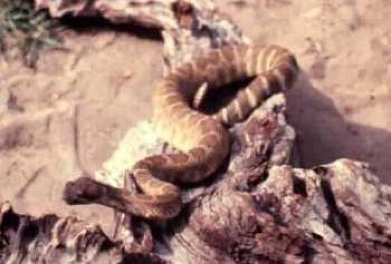 /* Mojave rattlesnake */ /_ Crotalus scutulatus _/